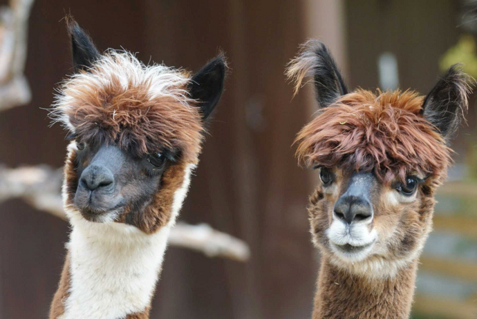 The 7 Amazing Benefits of Alpaca Wool and the Reasons You’ll Love It