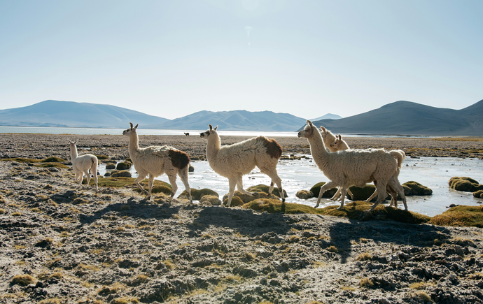 The History of Alpaca Wool and Its Importance in Fashion