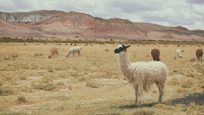 Discover the Wonders of Alpaca Wool for Cozy Socks