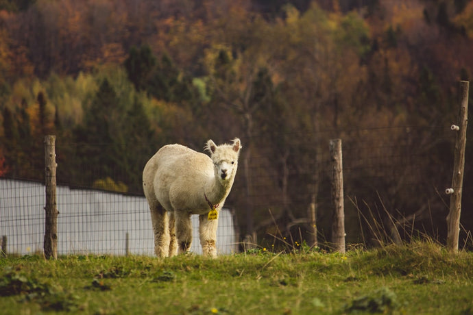 The Fascinating Journey: Turning Alpaca Wool into Luxurious Yarn