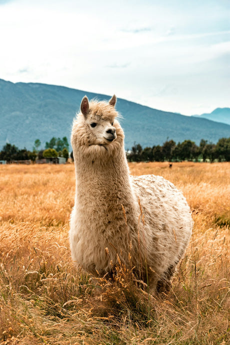 Transform Your Living Room with Luxurious Alpaca Wool Throws