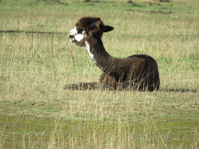 Exploring Ethical Alpaca Wool Harvesting