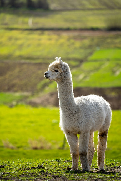 The Environmental Impact of Alpaca Wool Production