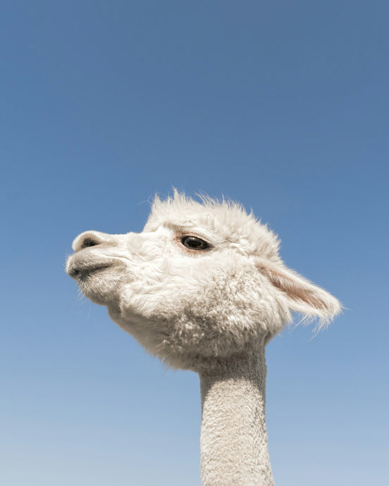 Why Alpaca Wool is Hypoallergenic and Ideal for Sensitive Skin