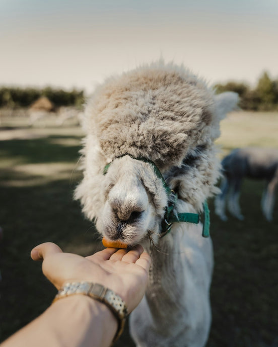 Exploring the Alpaca Wool Supply Chain: From Shearing to Shopping