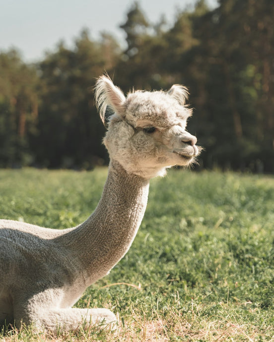 Alpaca Wool vs. Cashmere: Which is the Better Choice?