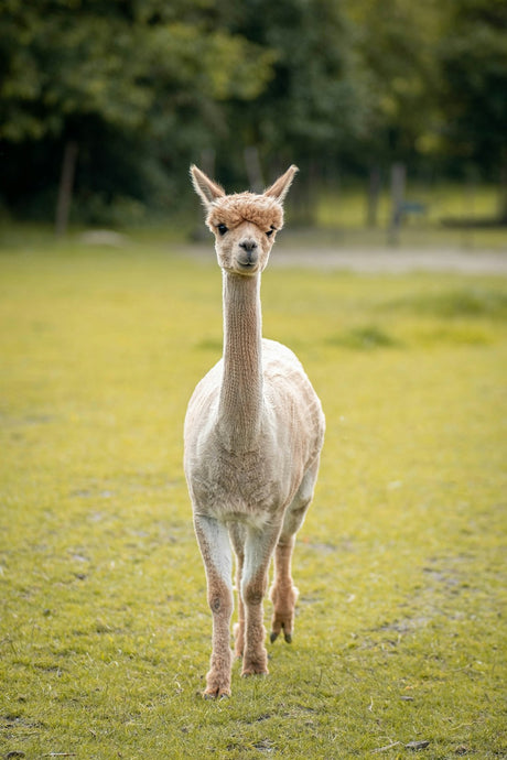 Alpaca Wool Blankets: Cozying Up in Style