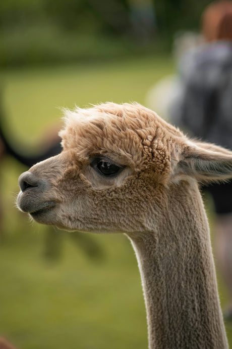 The Difference Between Alpaca Wool and Merino Wool