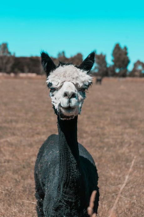 Alpaca Wool: The Sustainable Choice