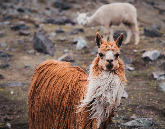 Discover the Eco-Friendly Benefits of Alpaca Wool