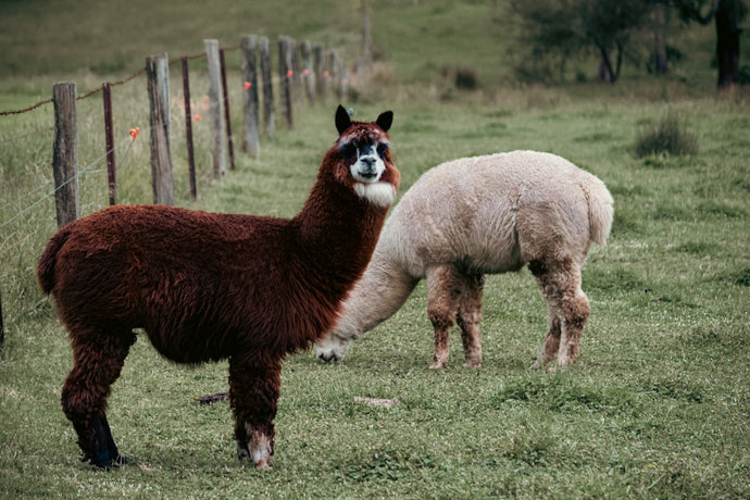 The Cultural Significance of Alpaca Wool in South America