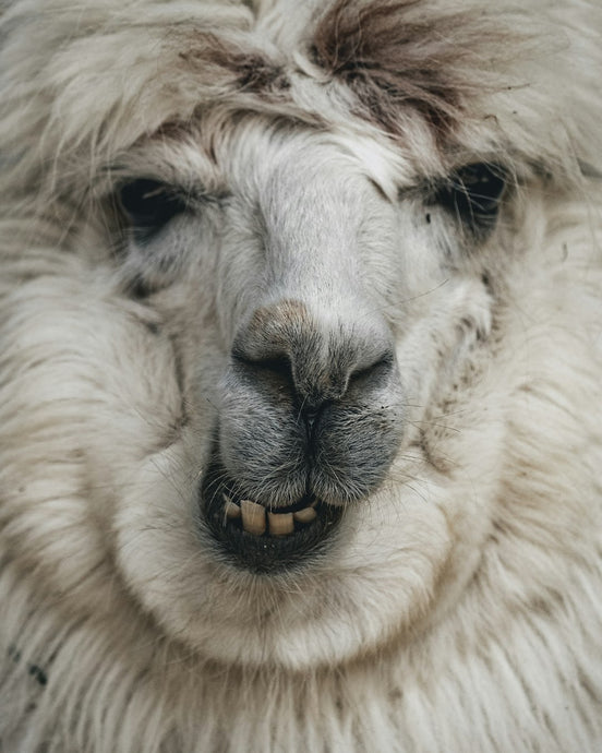 Discover the Sustainable Power of Alpaca Wool