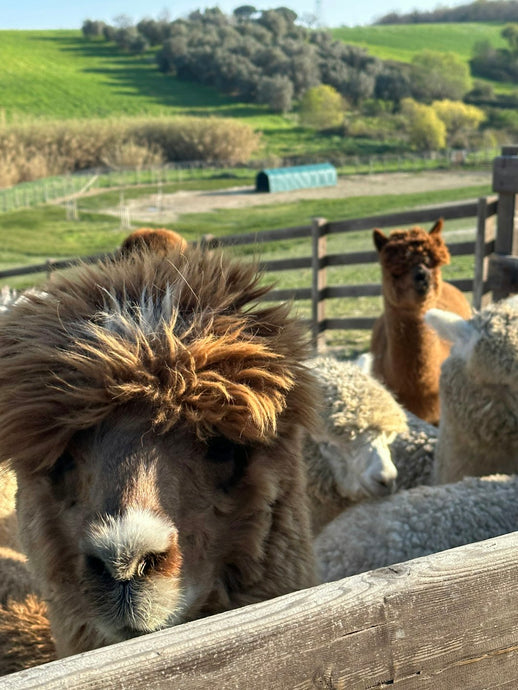 The Most Luxurious Alpaca Wool Products to Treat Yourself