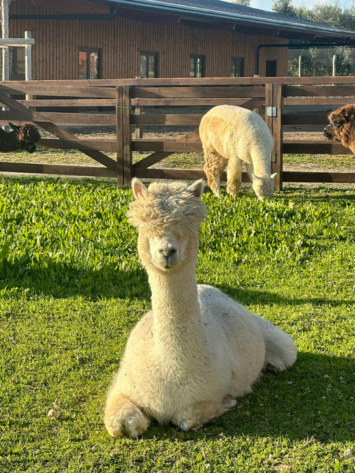 Alpaca Wool vs. Cashmere: A Comparison