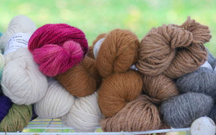 Alpaca Wool: The Perfect Gift Idea