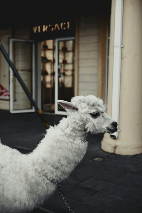 The Eco-Friendly Elegance: Embracing Alpaca Wool in Sustainable Fashion